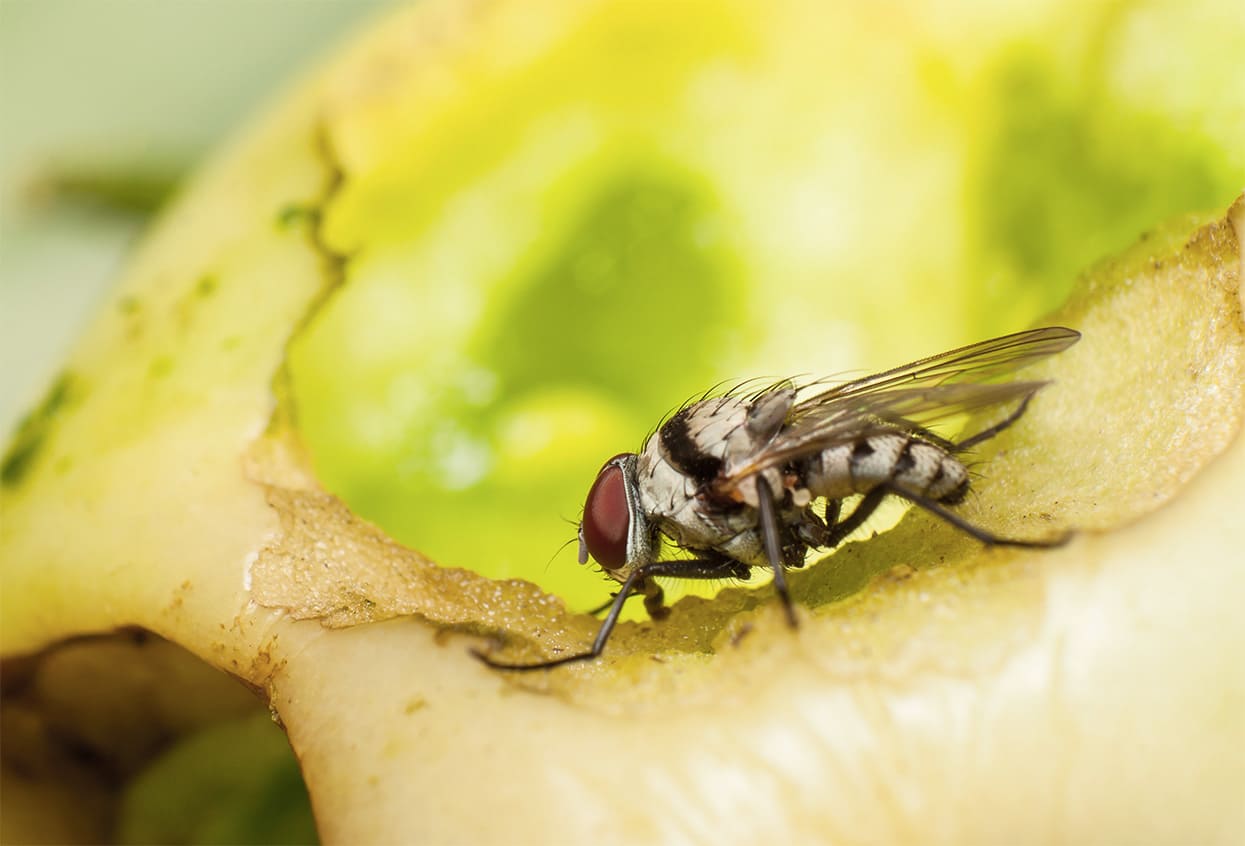 Fruchtfliegen loswerden – die besten Tipps und Hausmittel