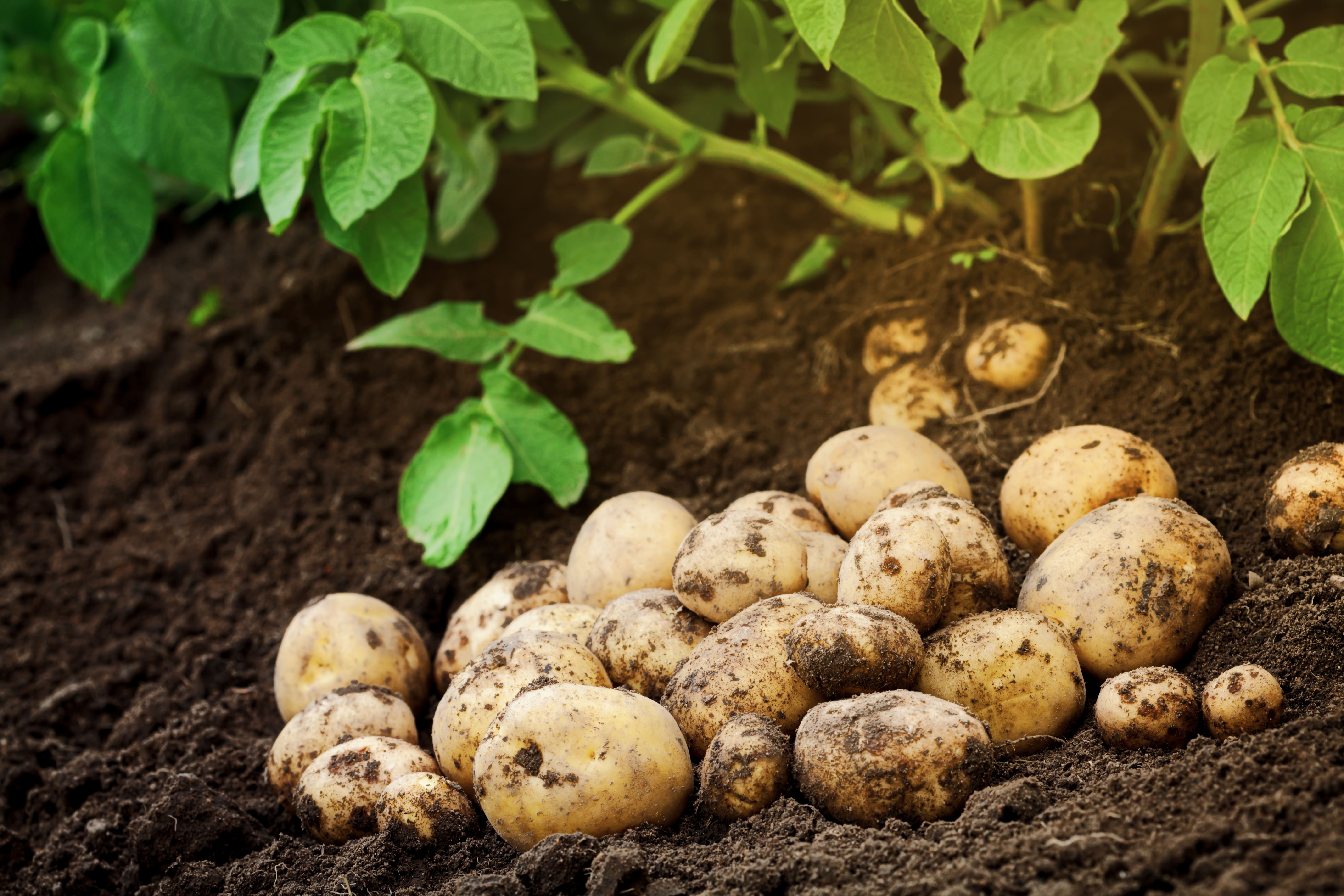 Kartoffeln pflanzen, pflegen, ernten und lagern
