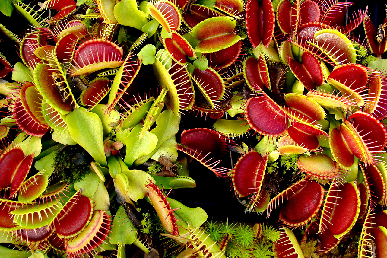 58+ Fleischfressende Pflanze Teich, Mit sonnentau (drosera), venus