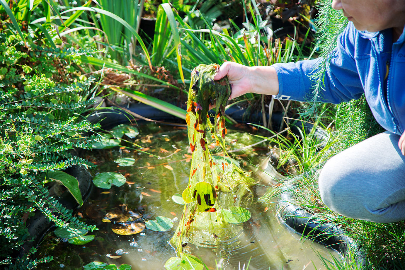 Natürlich Algen & Schlamm loswerden – Effektive Mikroorganismen im Teich