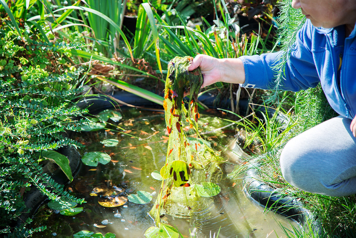 Algen und Schlamm im Teich reduzieren mit Effektiven