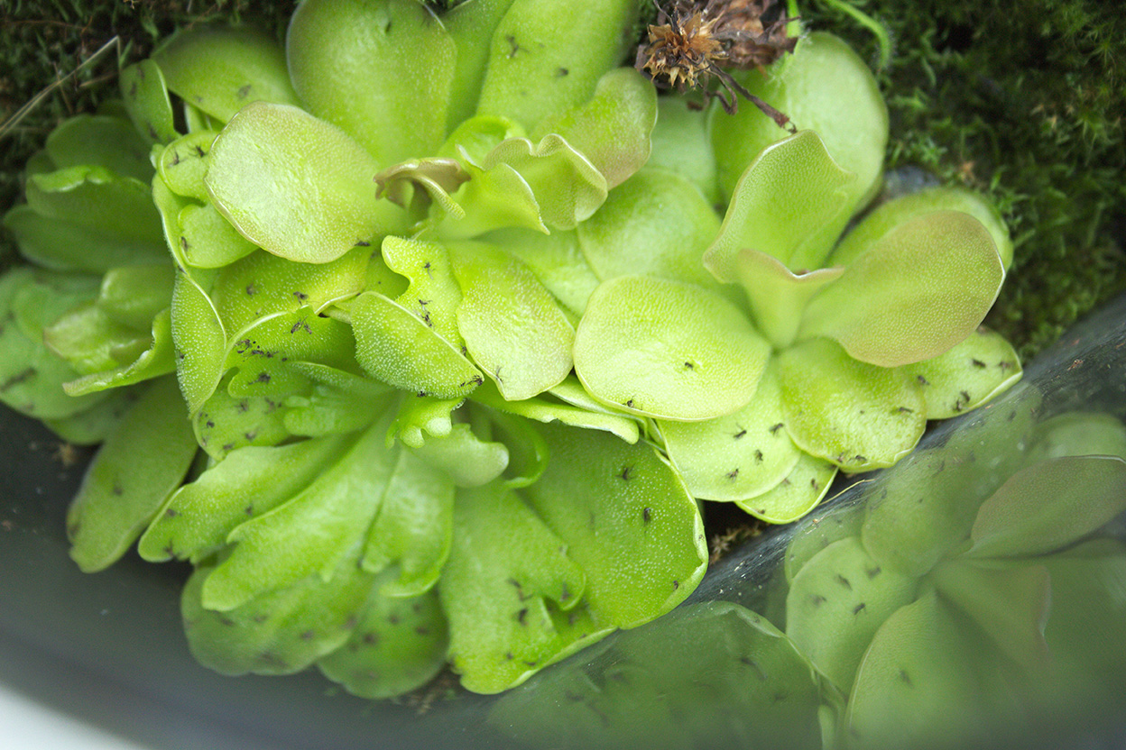 Fettkraut Samen 50 Stück - Grüne Fleischfressende Pflanze