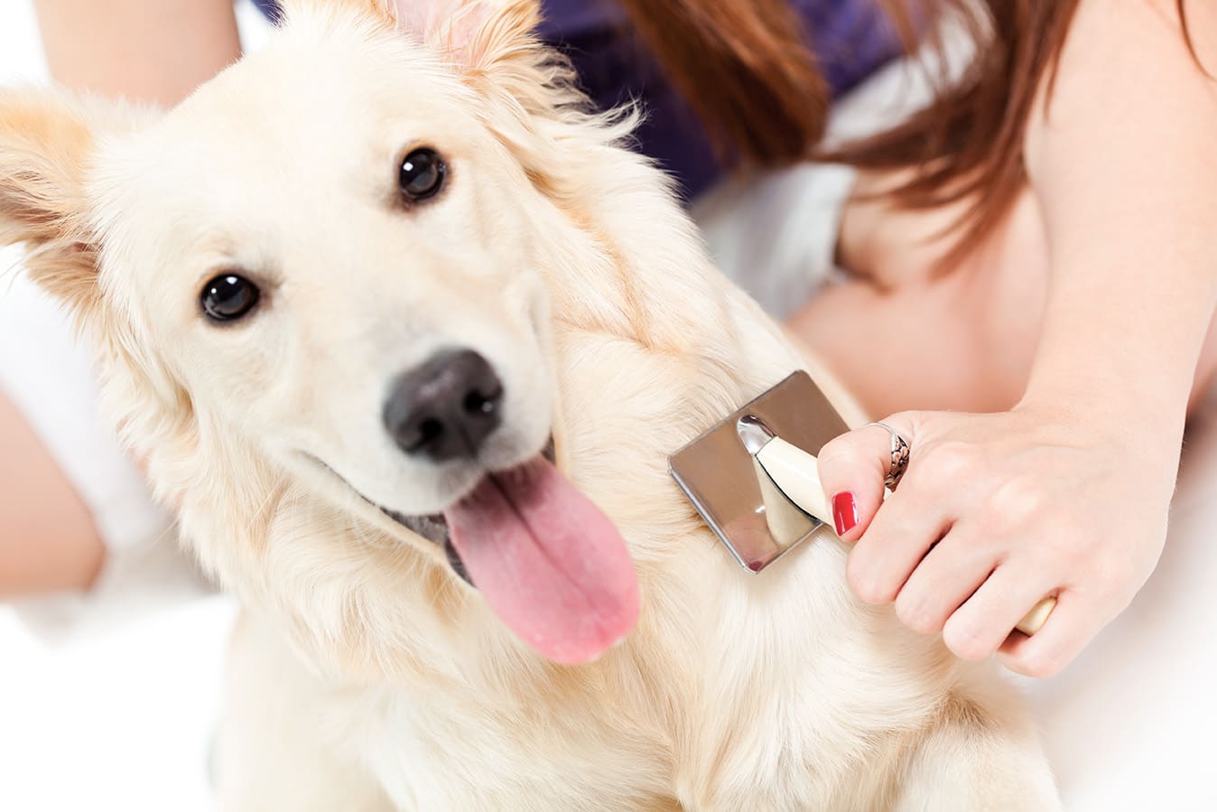 Fellpflege beim Hund: richtig bürsten, baden und trimmen für glänzendes Fell
