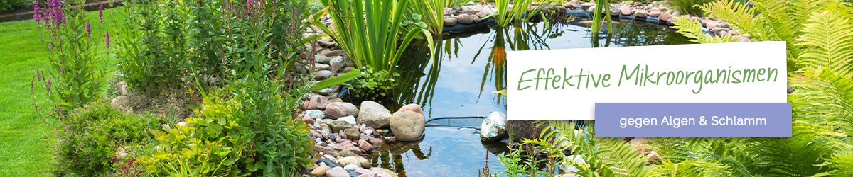 Weniger Algen und Schlamm im Teich mit Effektiven