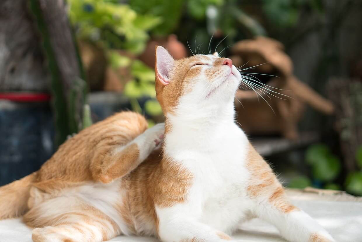 Allergien – sind Futtermilben gefährlich?