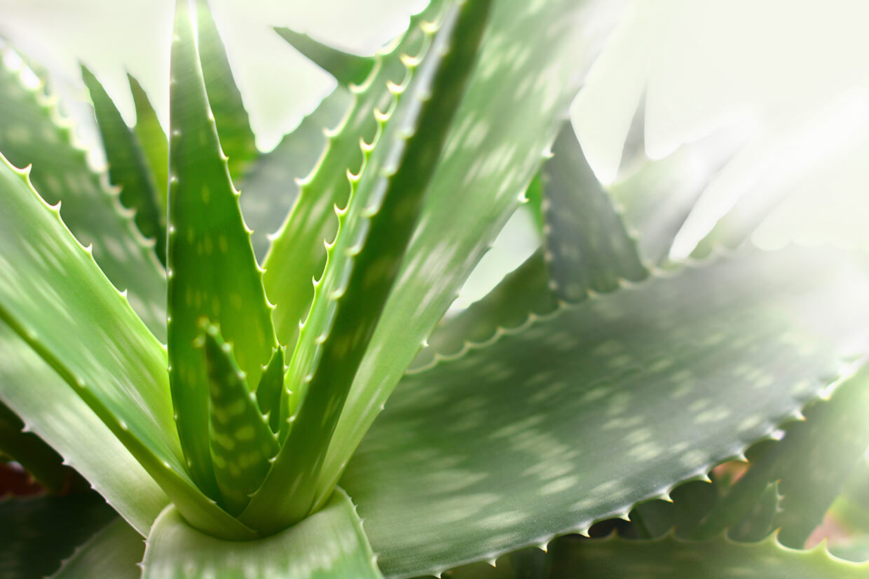Aloe vera
