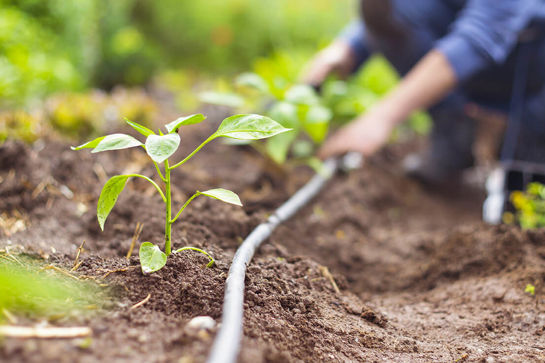 Professionelle Bewässerung im Garten