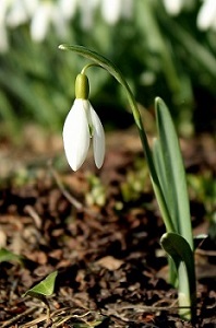 Effektive Mikroorganismen sorgen im Garten für Wachstum und Schutz