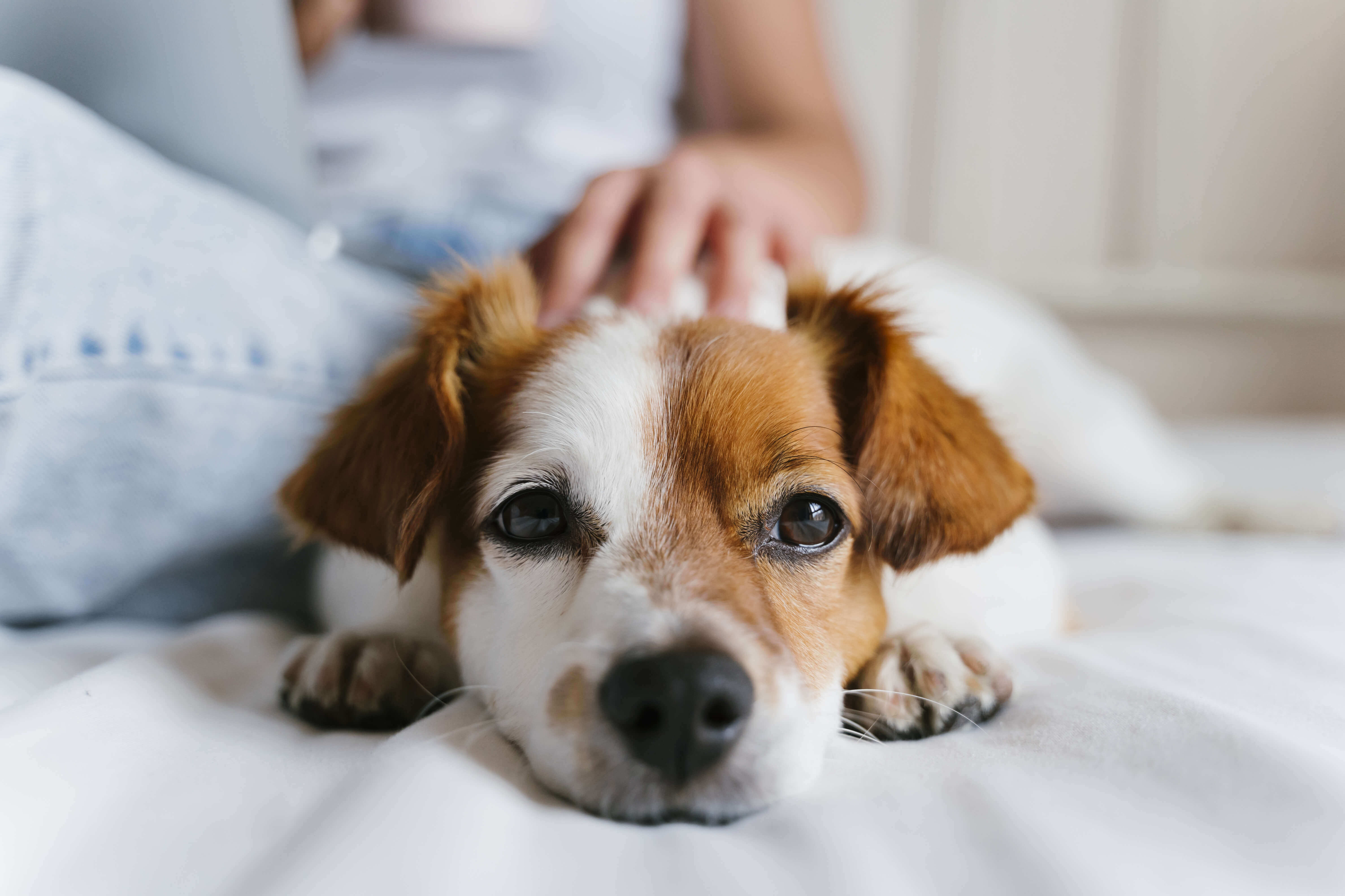 EM für Tiere