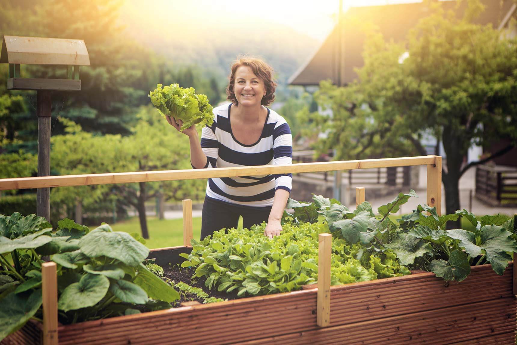 Hochbeet bepflanzen und pflegen – so gelingt es