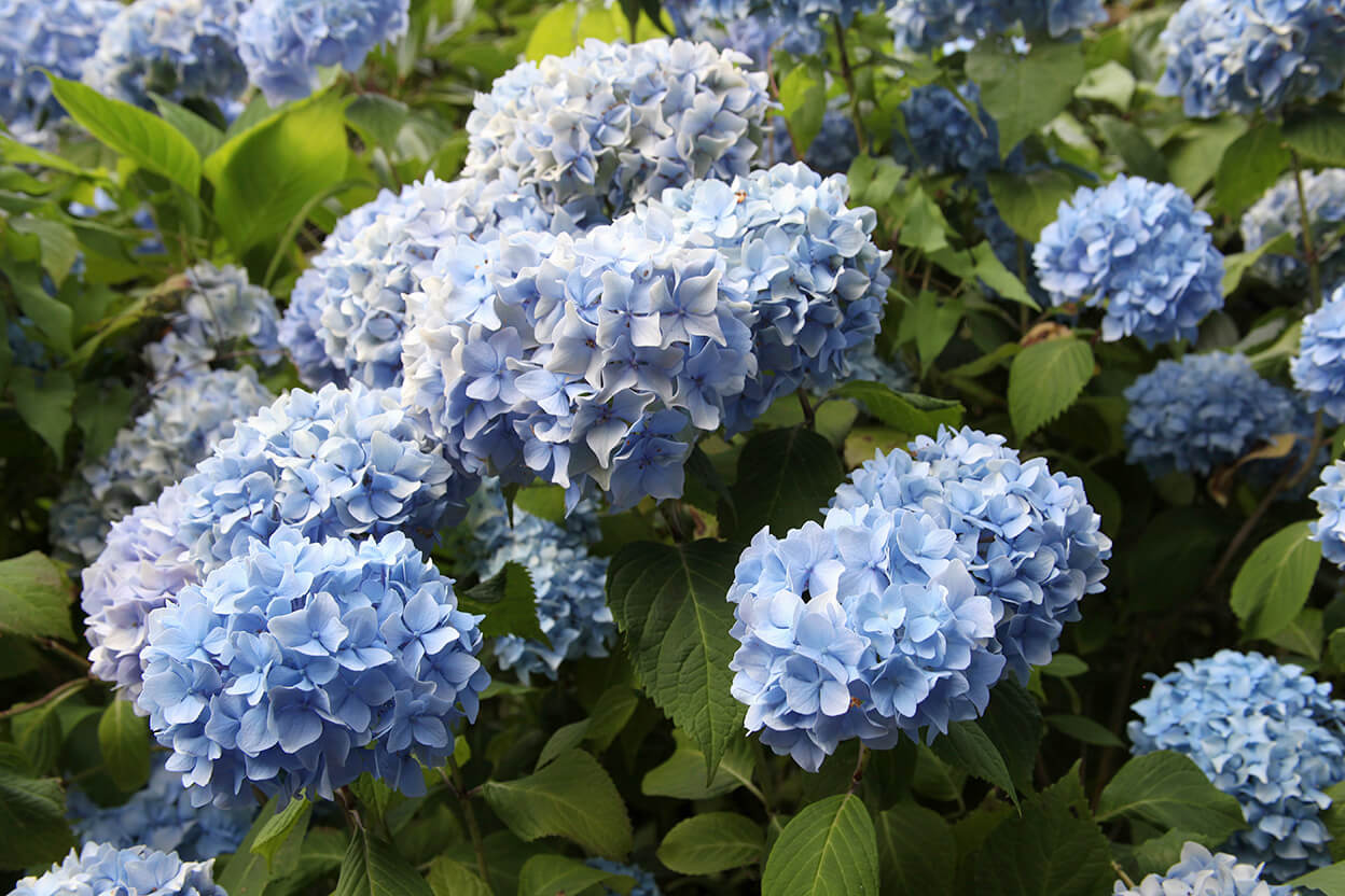 Hortensie