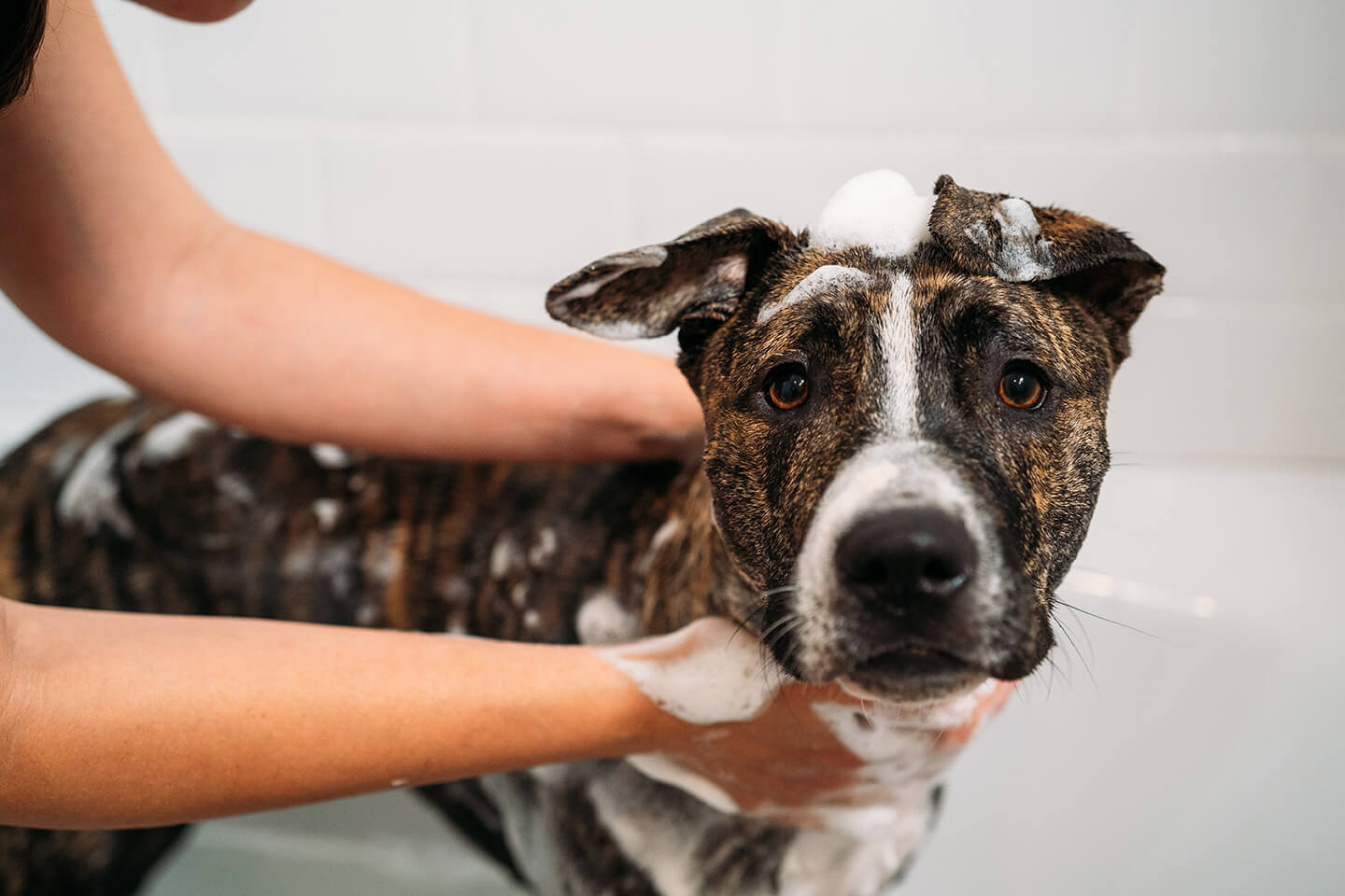 Hund baden – so geht’s richtig