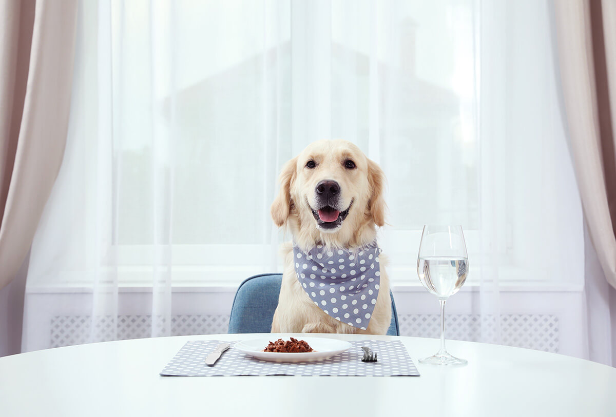 Hundeernährung – so fütterst Du Deinen Vierbeiner richtig