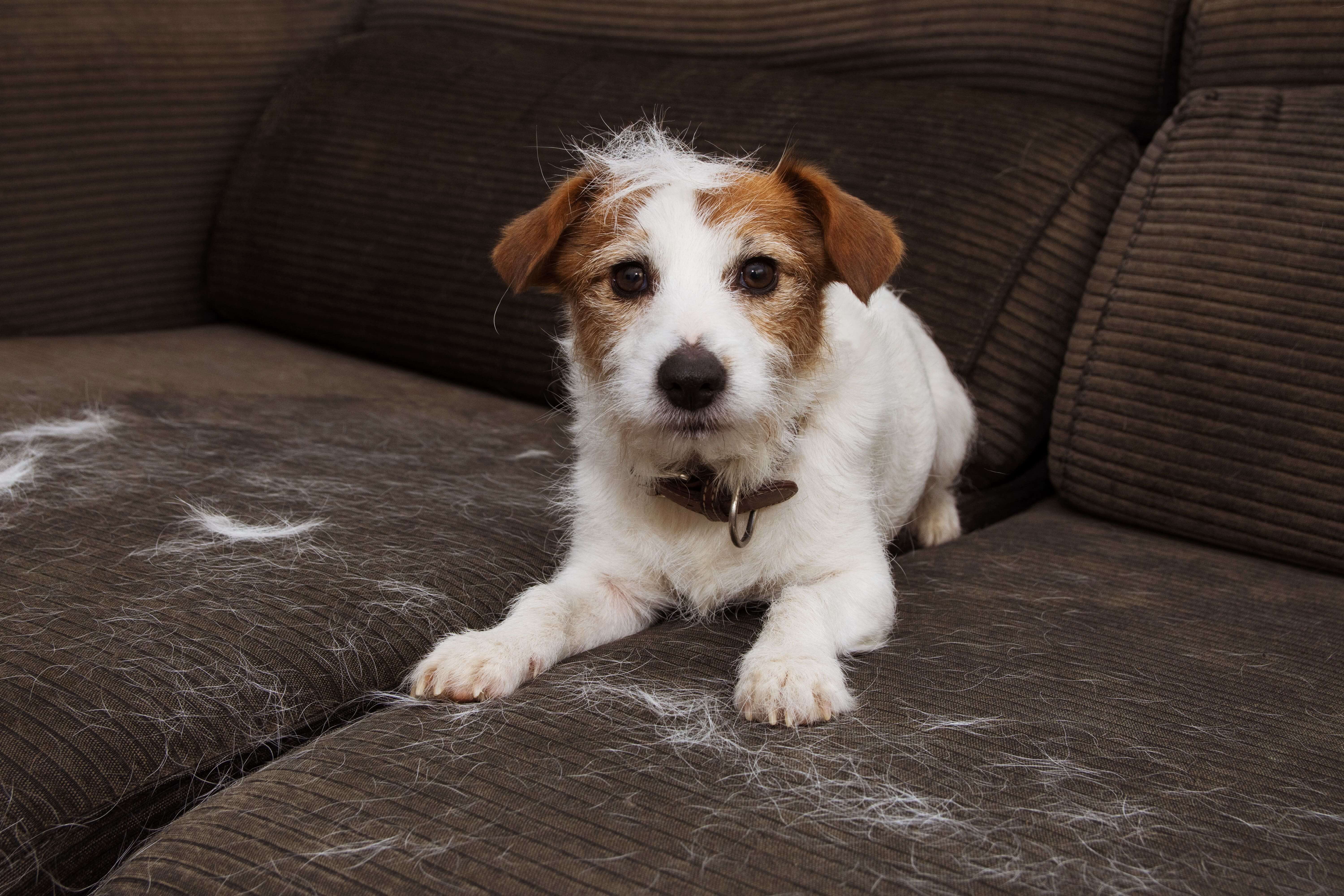 Einfach Hundehaare entfernen und schlechte Gerüche loswerden - so geht's!