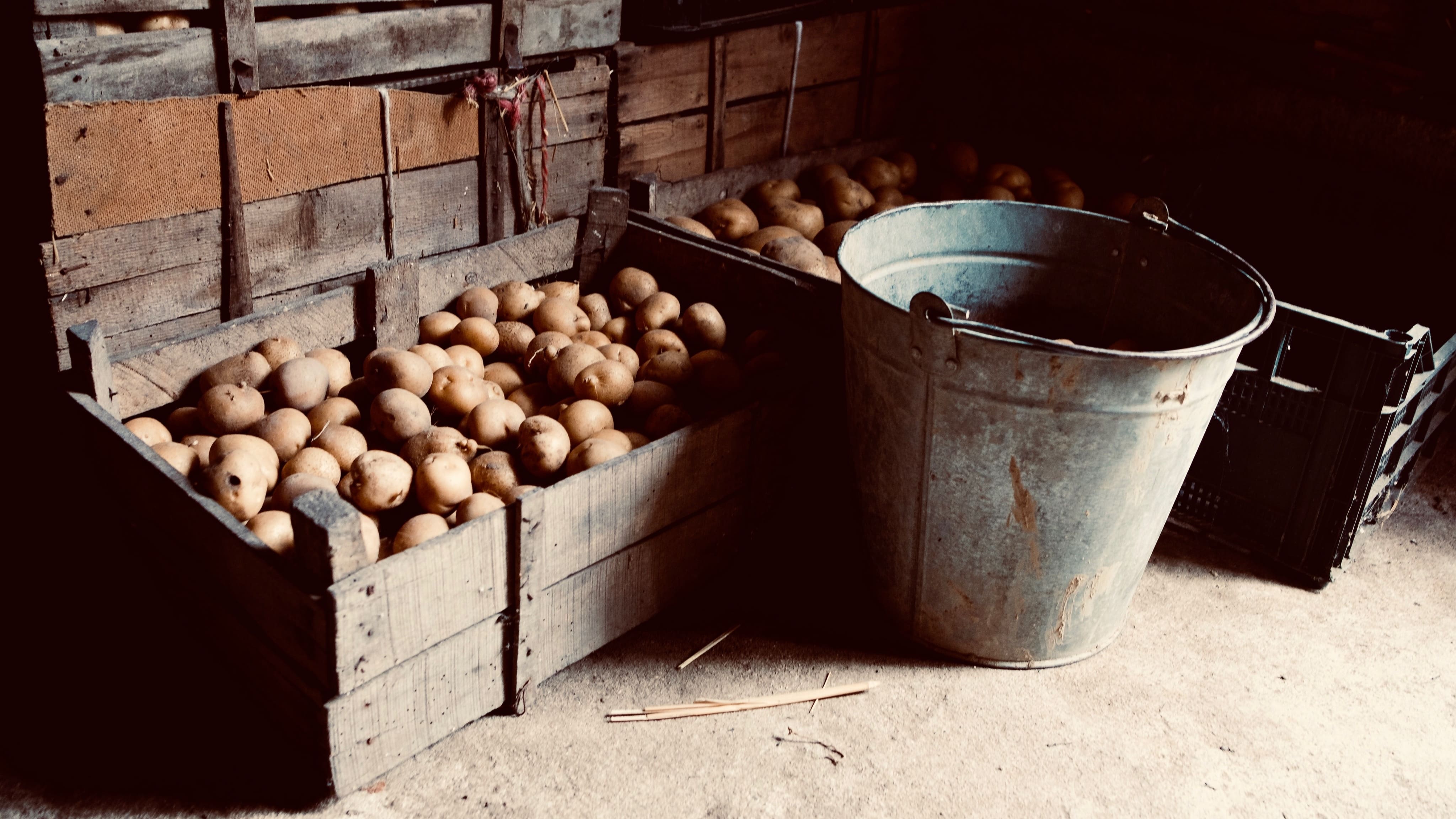 Kartoffeln lagern