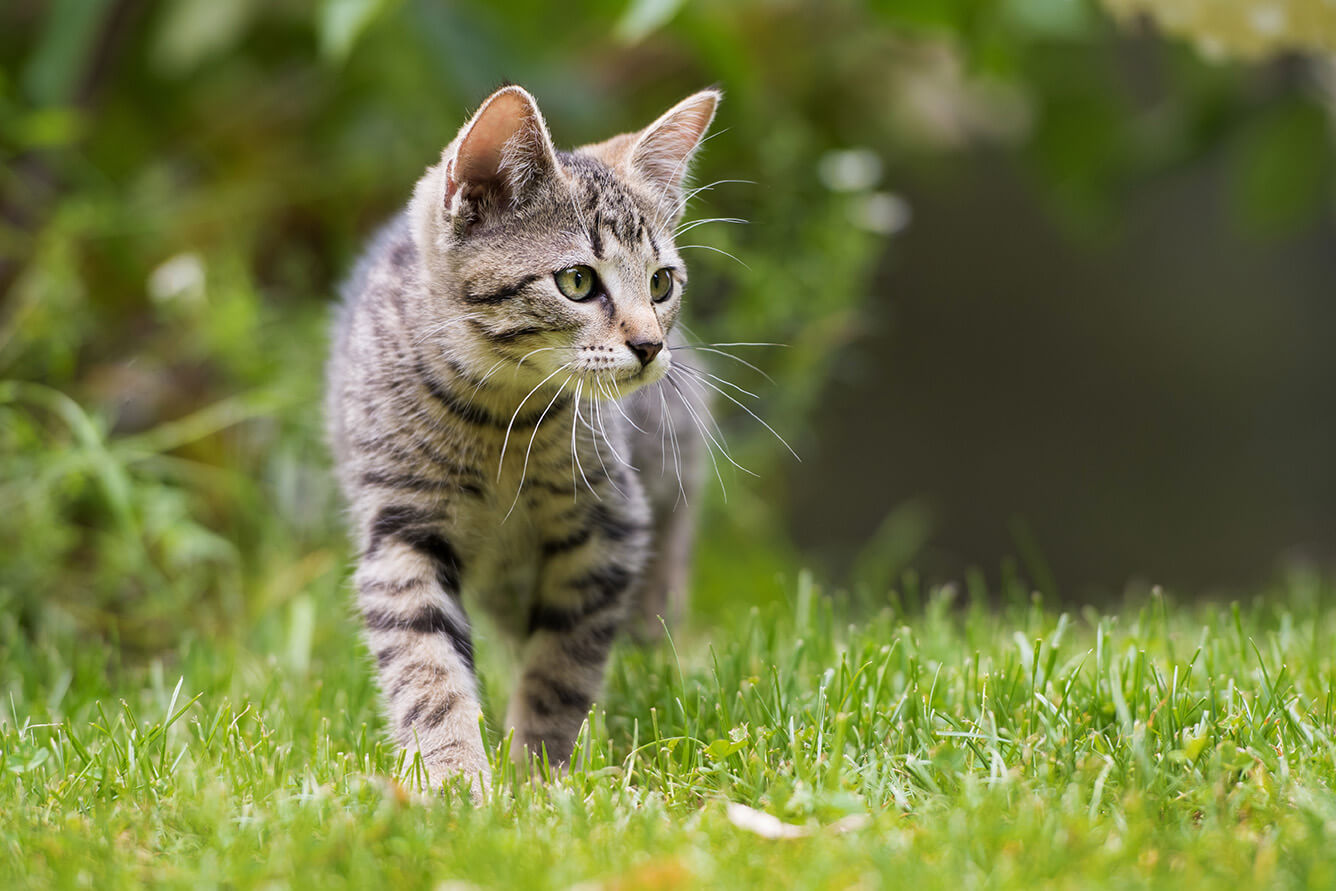 Katzen