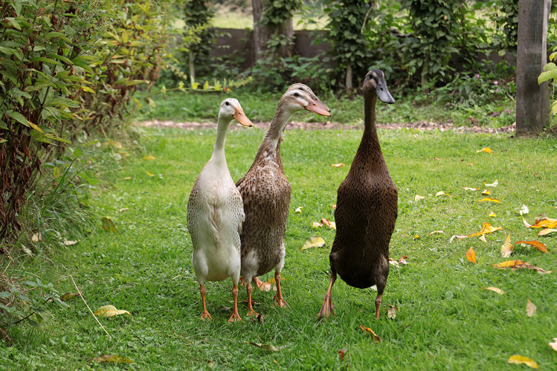 Nützlinge einsetzen