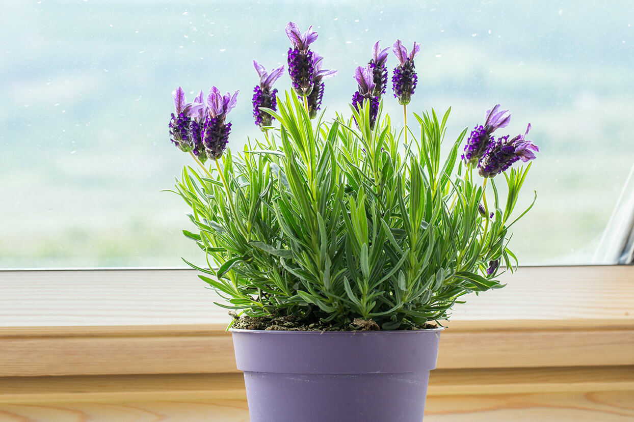 Lavendel