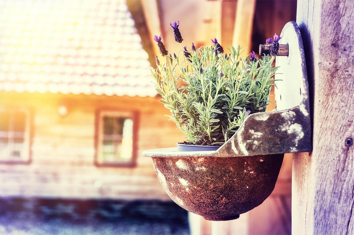 Lavendel pflanzen und pflegen mit EM