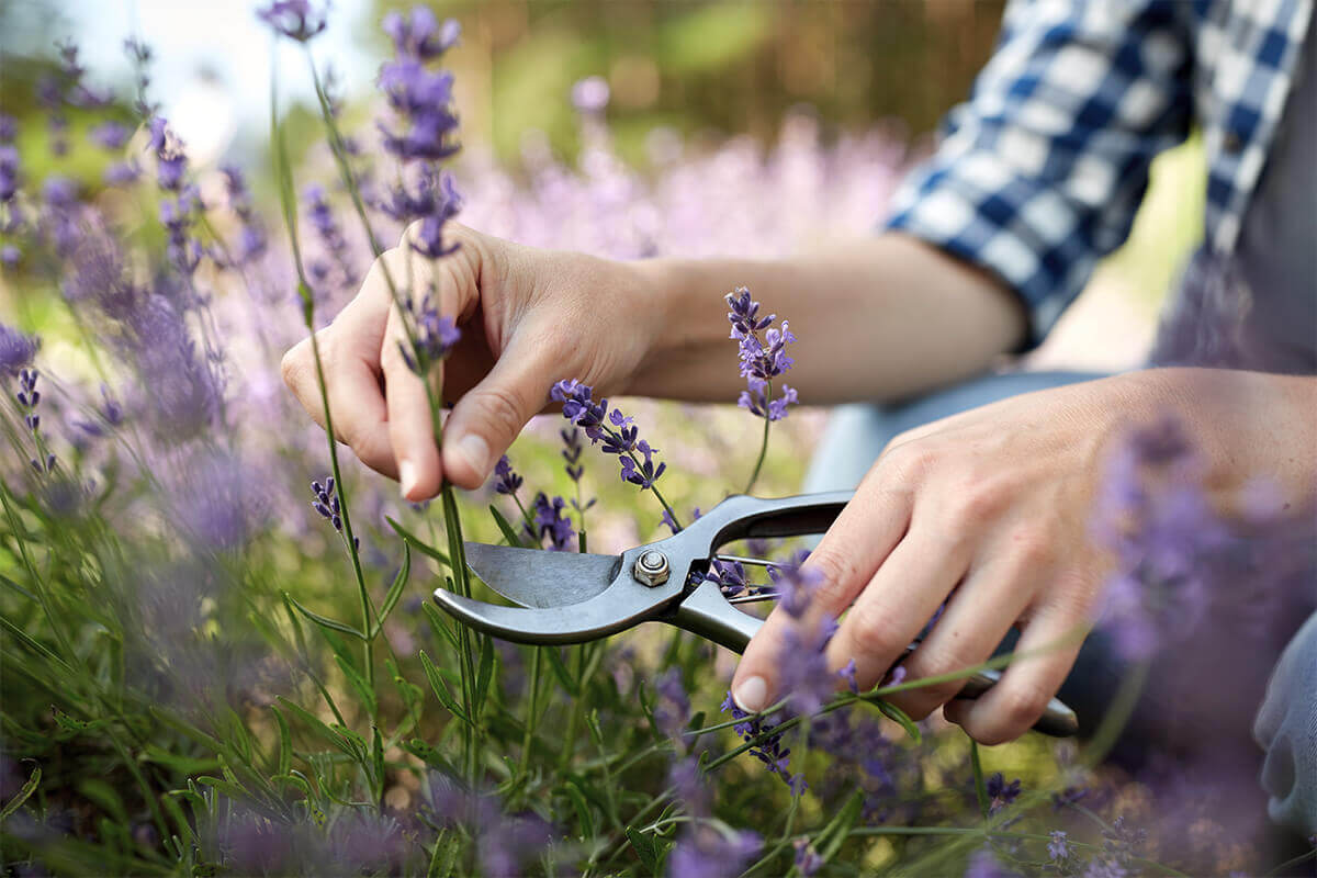 Lavendel pflanzen und pflegen mit EM