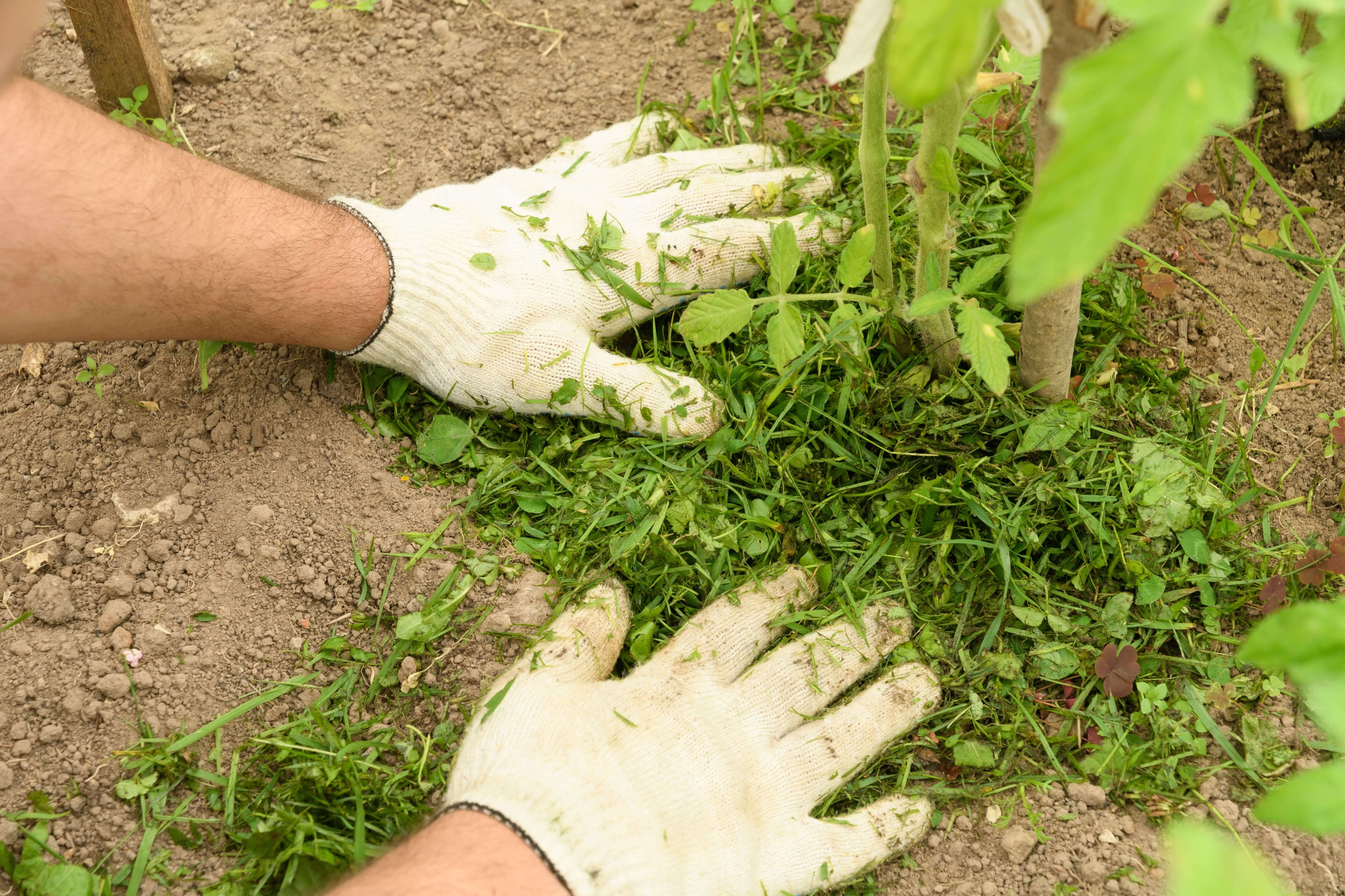 Mulch