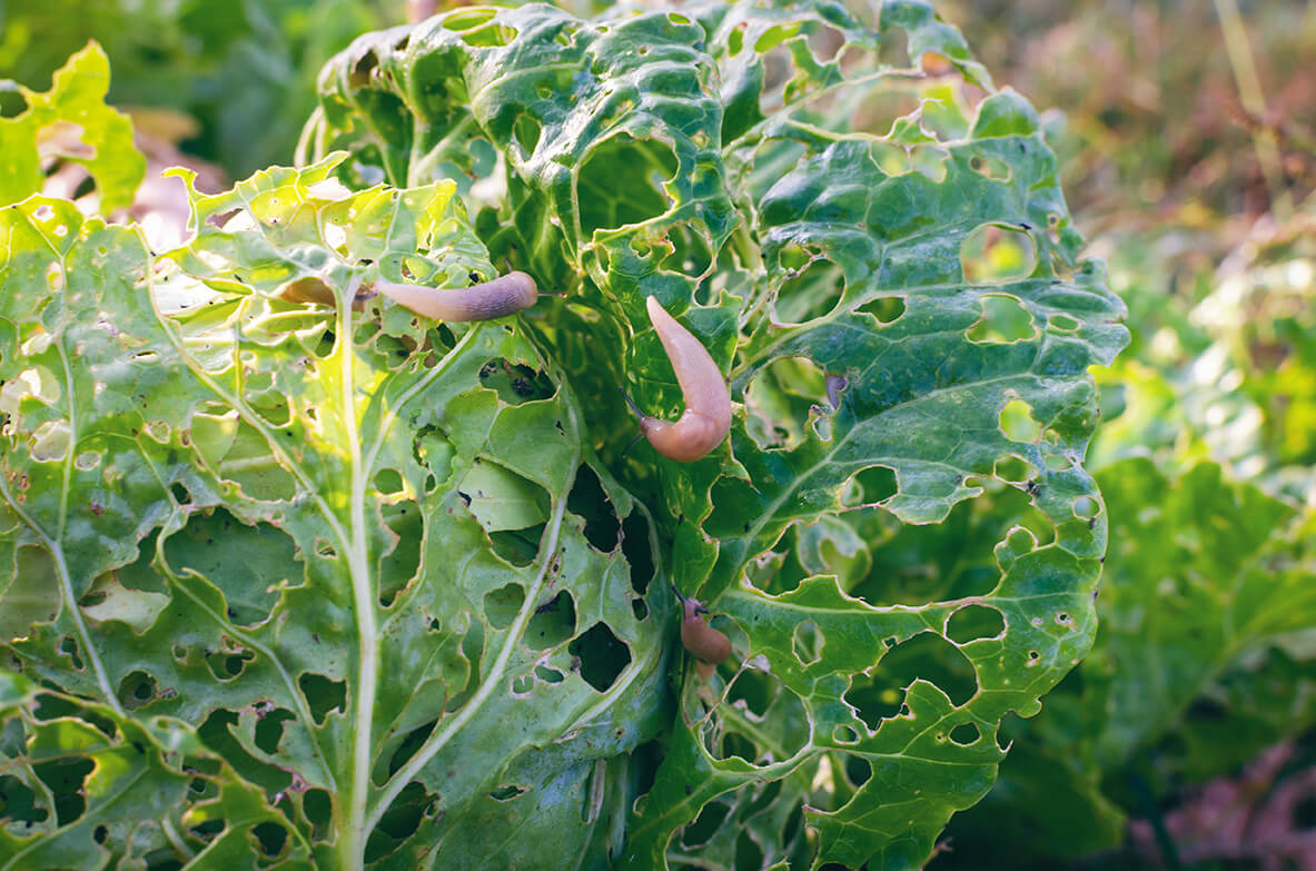 Welche Schäden verursachen Nacktschnecken im Garten?