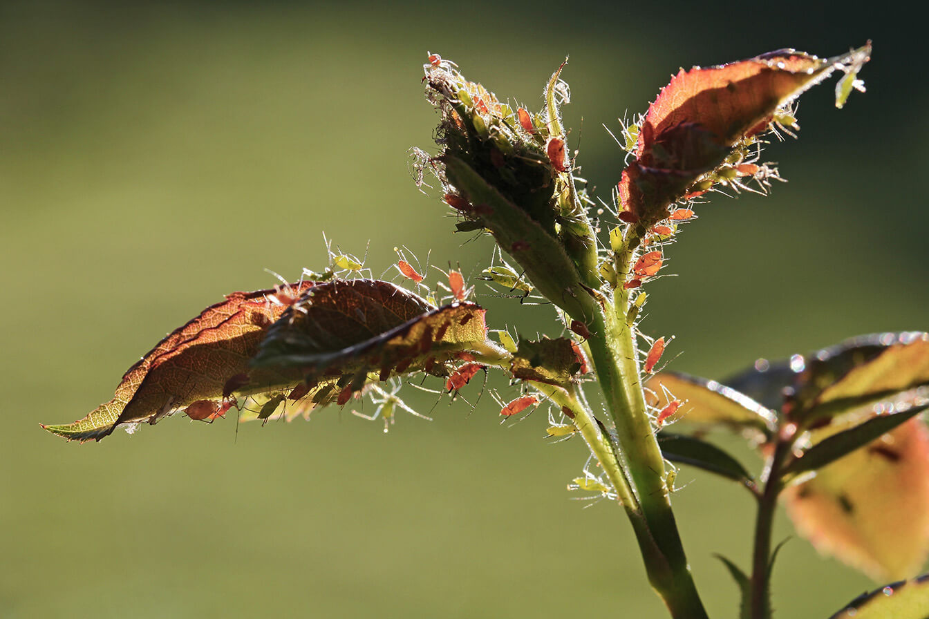 Biologische Schädlingsbekämpfung ohne Pestizide