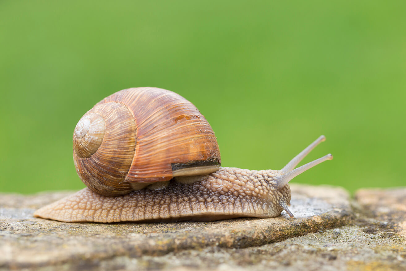 Nützlinge einsetzen