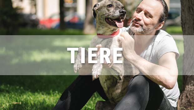 Tiere