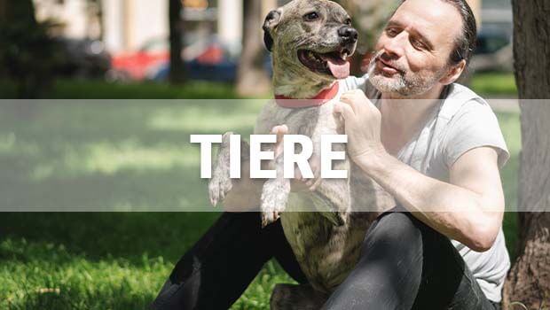 Tiere