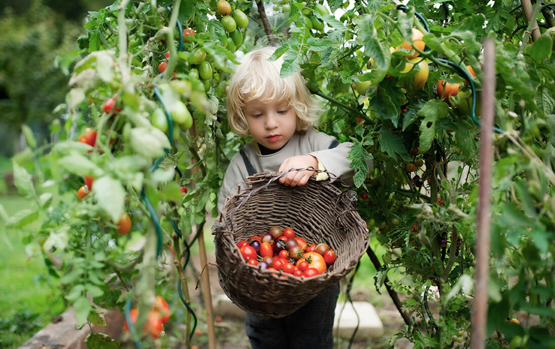 Tomaten pflanzen, pflegen und ernten – so geht's