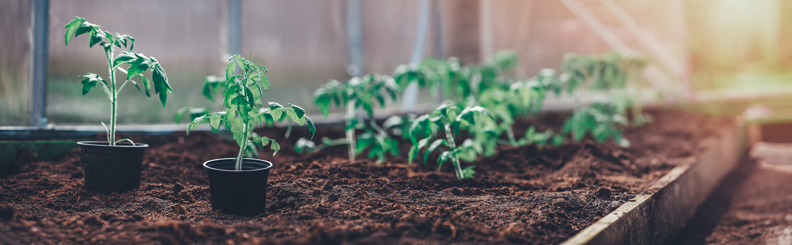 Was muss man beim Pflanzen von Tomaten beachten?