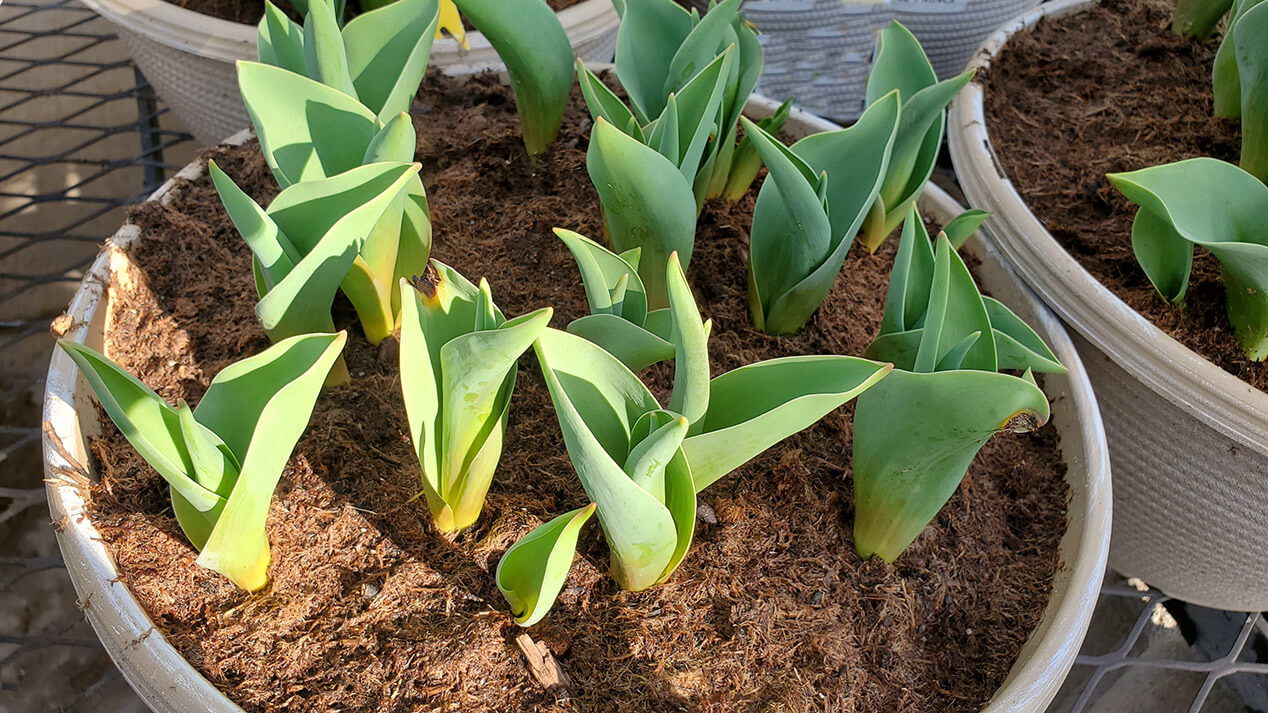 Tulpen im Topf