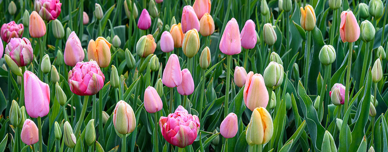 Tulpen pflegen im Frühjahr