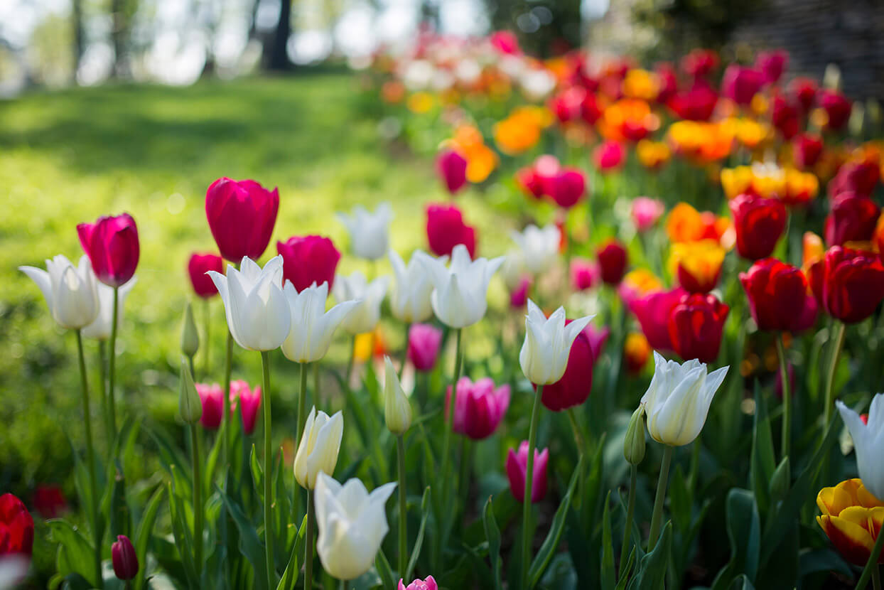 Tulpenzwiebeln pflanzen – Tipps zu Zeitpunkt, Standort, Pflege & mehr