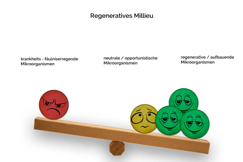 Effektive Mikroorganismen regeneratives Milieu