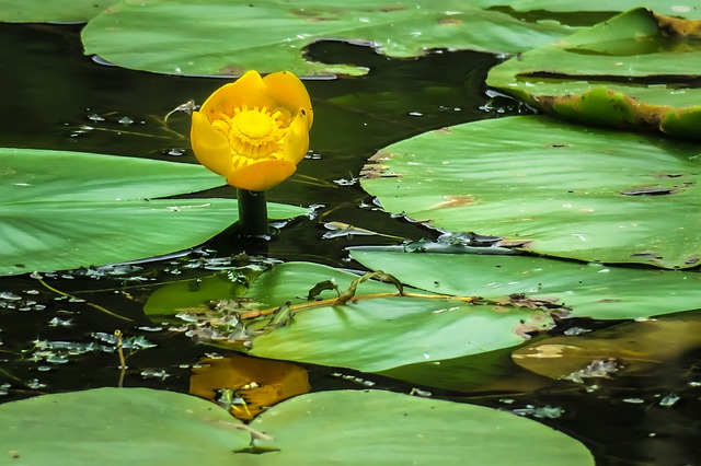 Was hilft gegen Algen und Schlamm im Teich?