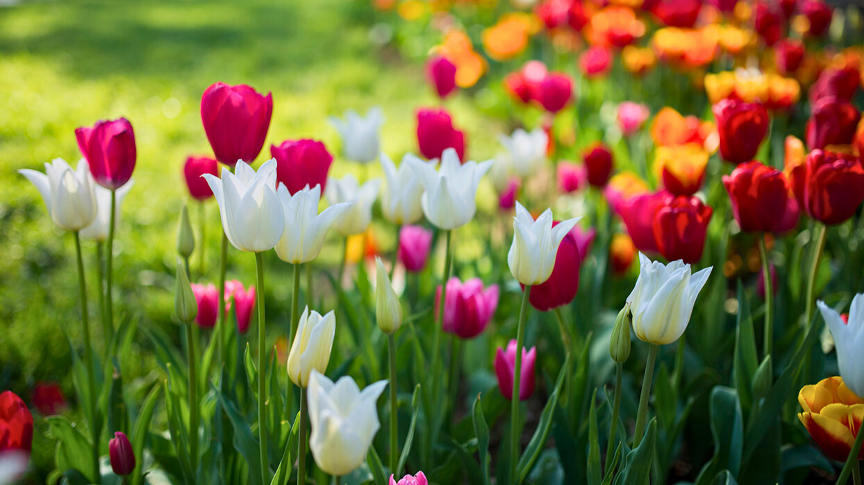 Tulpenzwiebeln pflanzen Tipps zu Zeitpunkt, Standort, Pflege & mehr