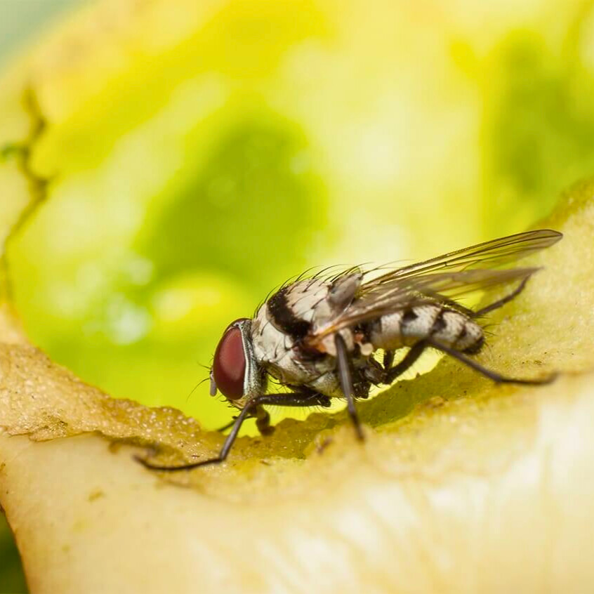 Fruchtfliegen loswerden – Hausmittel und Effektive Mikroorganismen