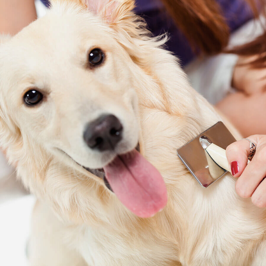 Fellpflege beim Hund: richtig bürsten, baden und trimmen für glänzendes Fell  