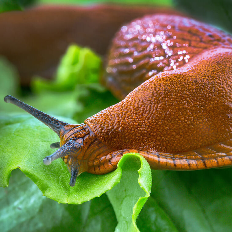 So vertreibst Du Nacktschnecken aus Deinem Garten