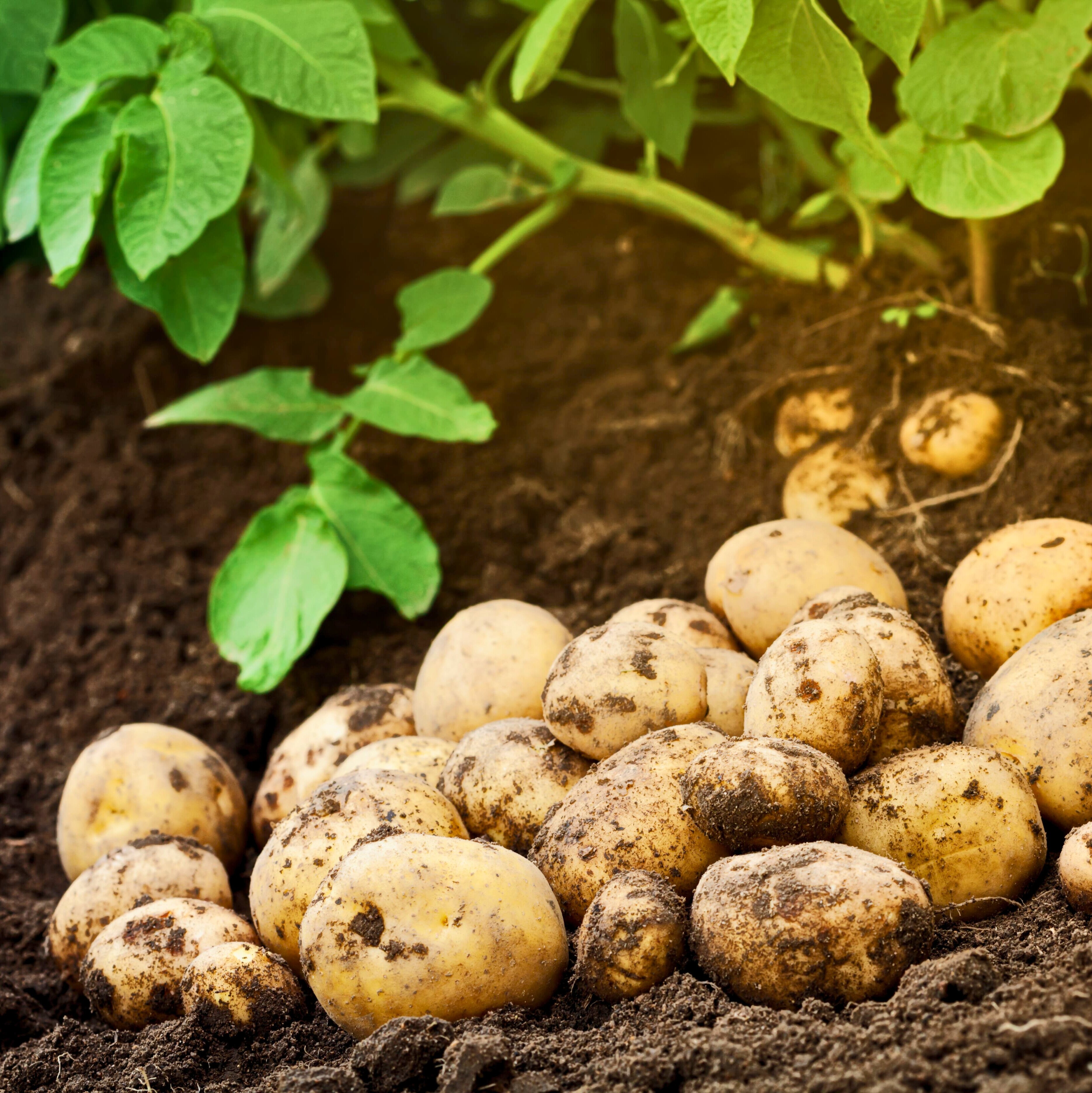 Kartoffeln pflanzen, pflegen und lagern - so geht's