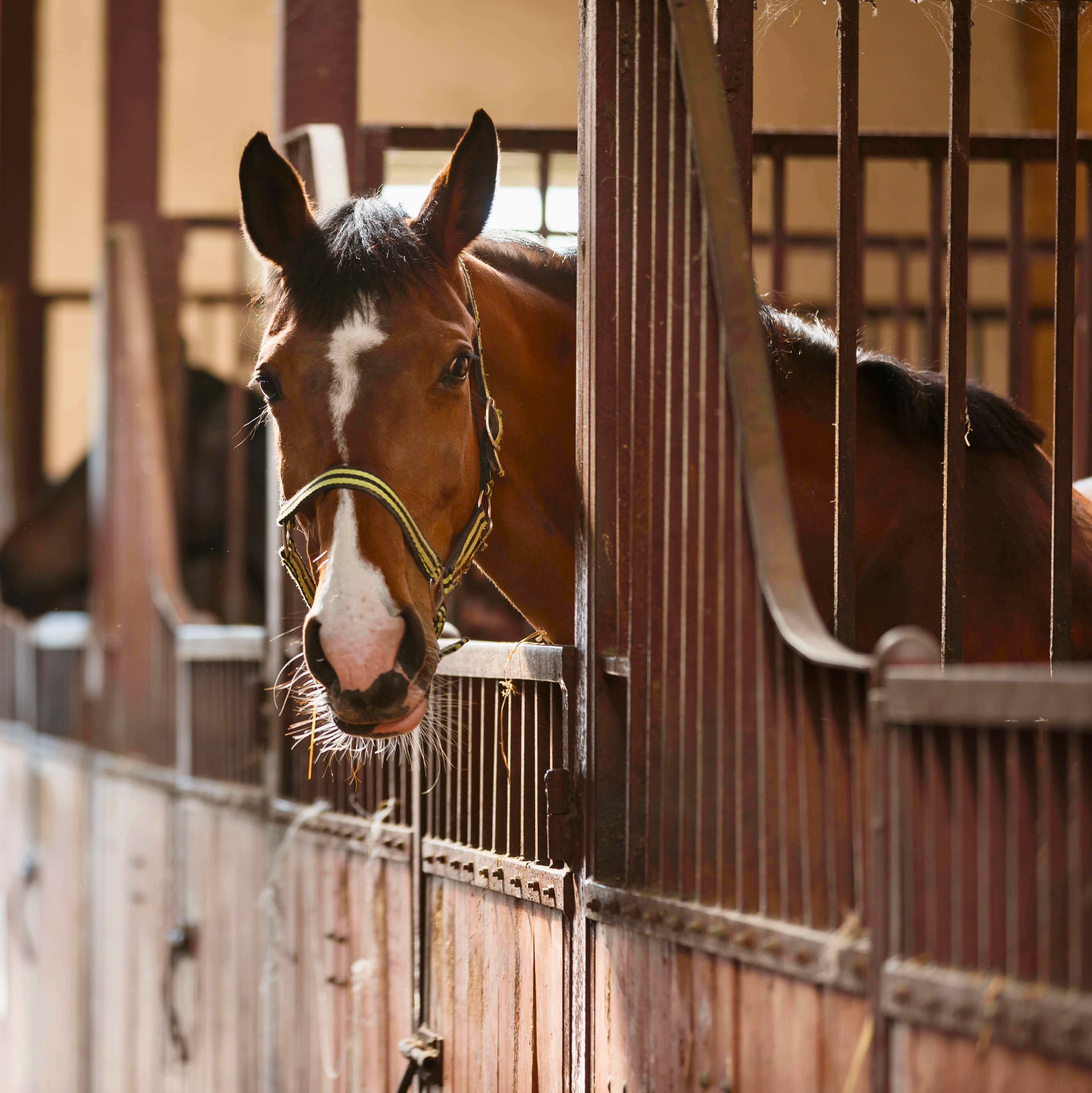 Behandlung von Kotwasser bei Pferden mit Effektiven Mikroorganismen 