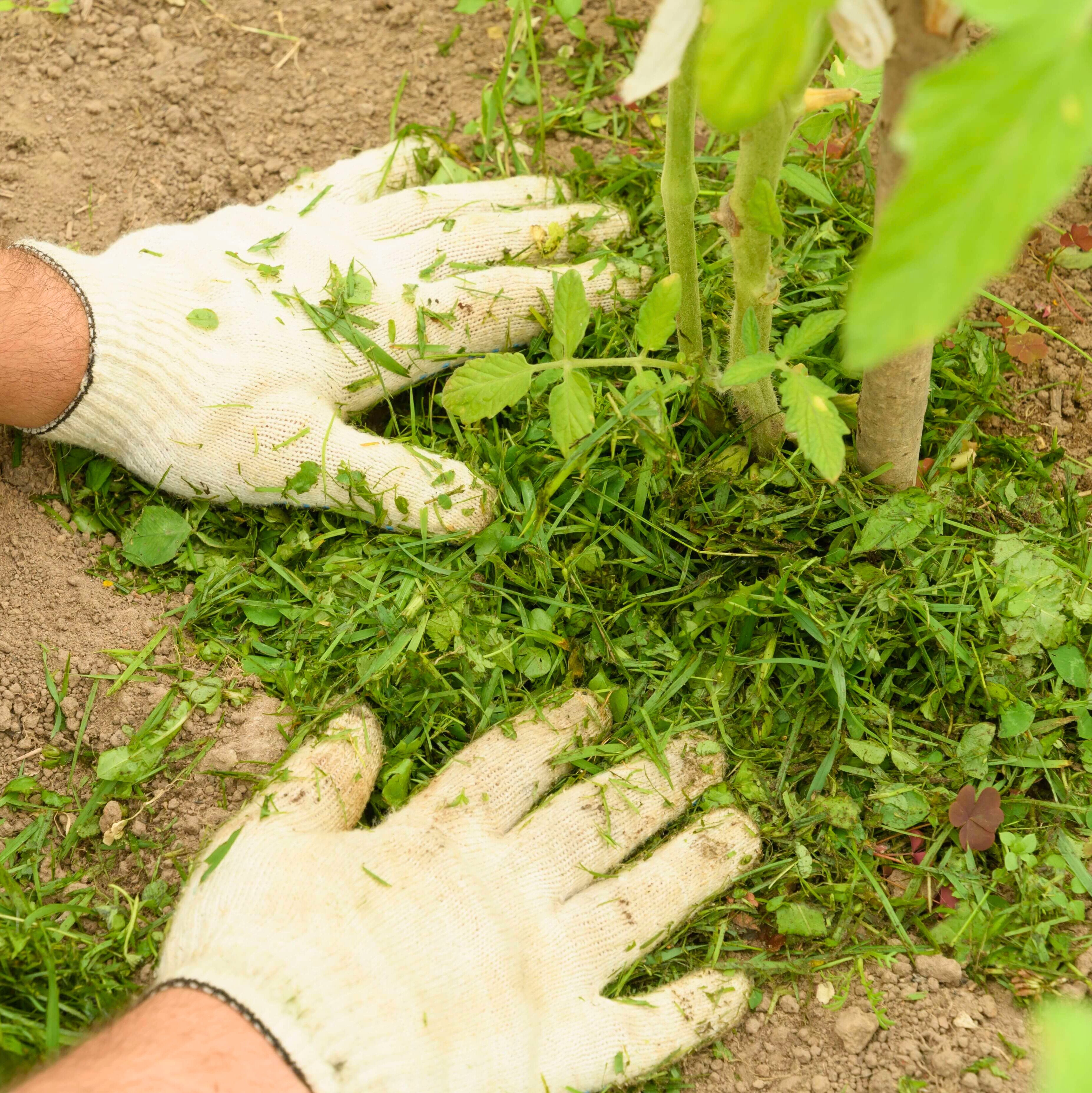 Sandboden verbessern: 5 einfache Tipps für gute Böden im Garten 