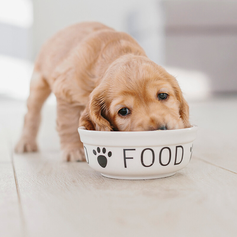 Altersgerechte Ernährung für Hunde