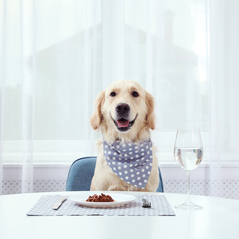 Hundeernährung – so fütterst Du Deinen Vierbeiner richtig 