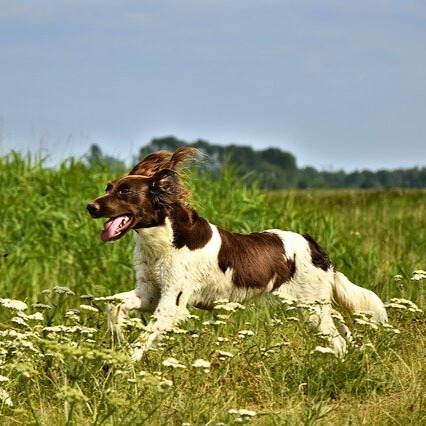 MSM für Tiere