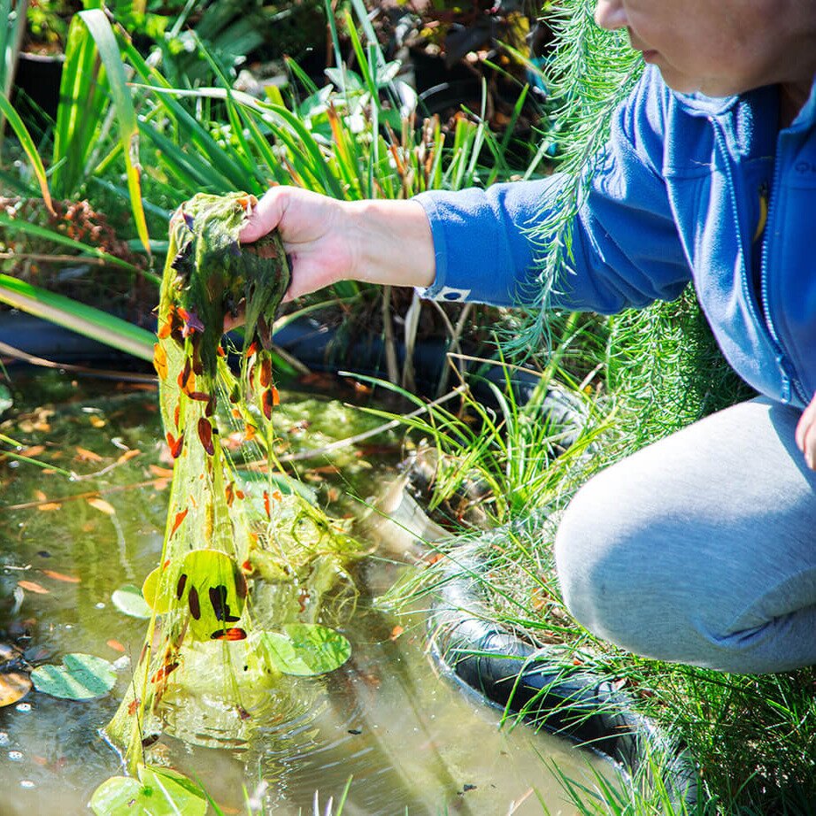 Natürlich Algen & Schlamm loswerden – Effektive Mikroorganismen im Teich