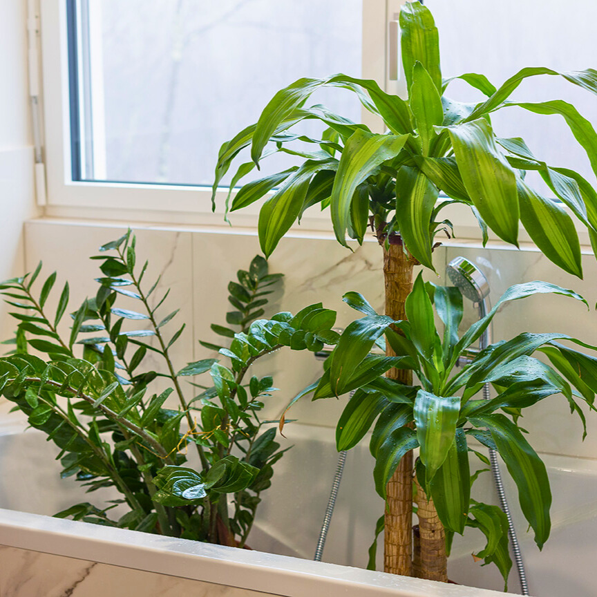 Pflanzen in Badewanne