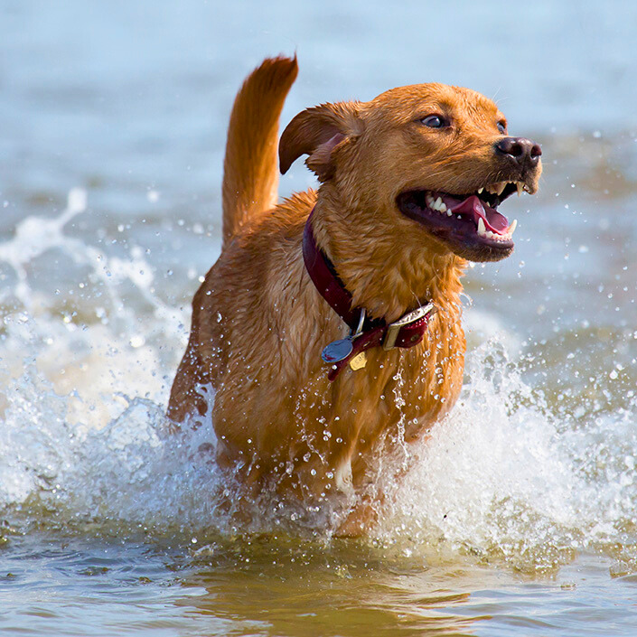 Hund am Strand